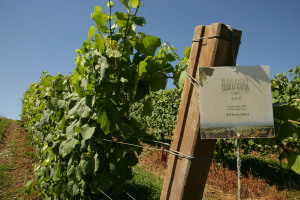 VIÑEDO TERRAS GAUDA