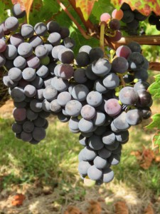 Cabernet Franc eerder rijp