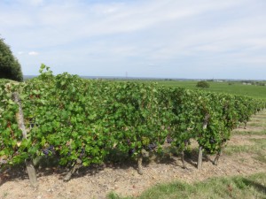 Cabernet Franc in Saumur Champigny