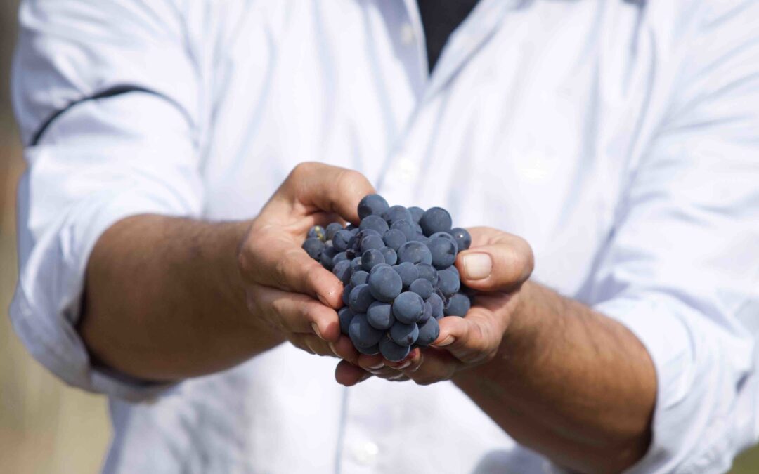 Calabrian winegrowers jealously guard their native grape varieties and ensure they pass them on to future generations