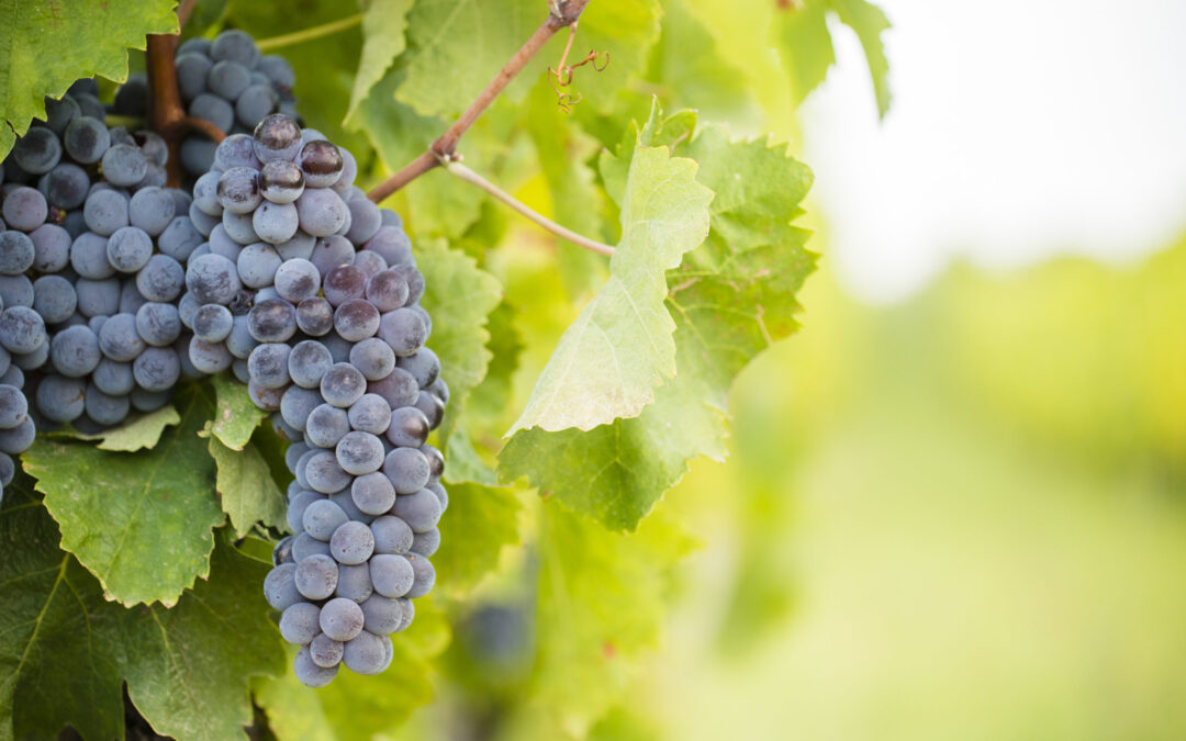 Cirò – Calabria’s flagship wine