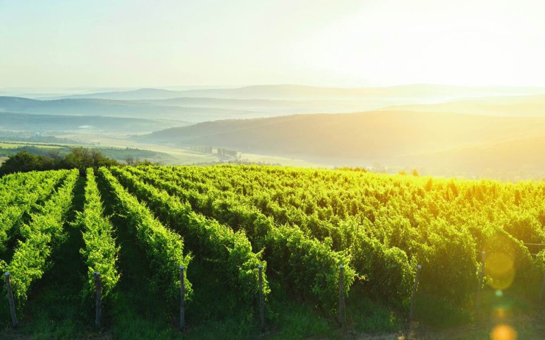 SOUTH AFRICA TO HOST PRESTIGIOUS CONCOURS MONDIAL DU SAUVIGNON