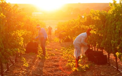 Tim Atkin MW: “Zuid-Afrikaanse wijnen behoren tot de top van de wereld”￼