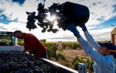 Ribera del Duero slaagt erin het volume dit oogstseizoen met 12% te verhogen