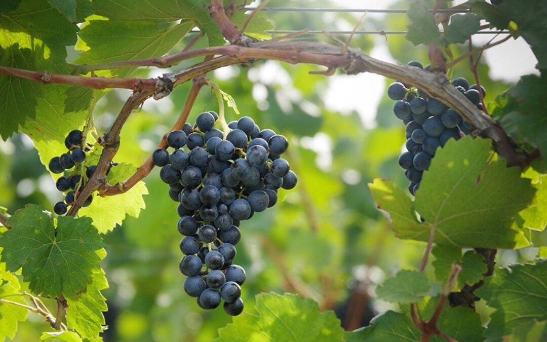 Blaufränkisch is a great grape variety