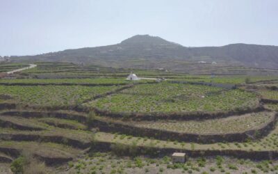 Wijnoogst 2023, de balans van Santorini