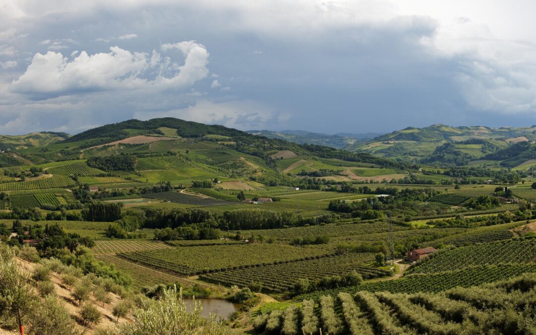 Consorzio Vini Di Romagna: Celebrating Exemplary Quality in the Face of Adversity