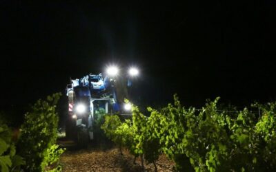 Rueda oogst van 2023