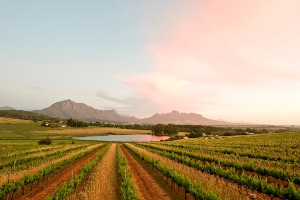 Eerst oogstschatting voor 2024 suggereert goede vooruitzichten in Zuid-Afrika