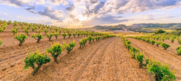 Ribera del Duero proef je dit voorjaar thuis en in de beste wijnbar